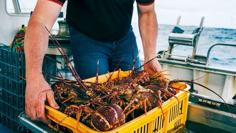 南澳洲最大龍蝦出口業者佛格森每年銷往中國的活龍蝦達350至450噸，卻一夜歸零。這也讓他正視多元布局，如今轉型加碼高附加價值的加工品。